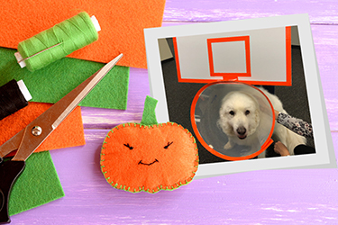 basketballhoop_blog_image