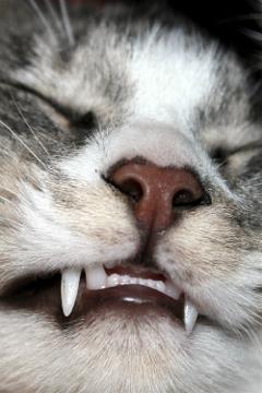 cat-teeth