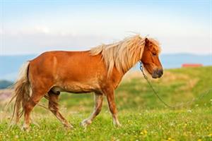 chestnut-horse-in-field