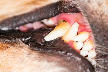 dog-gums