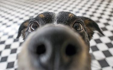 dog nose odor