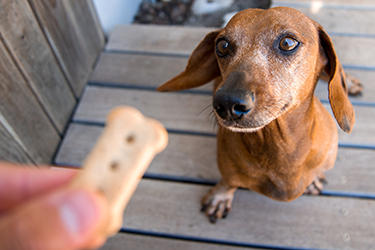 dog-treat-header2