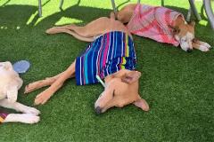 dogcoolingoffinshade