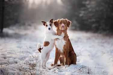 dogs in winter