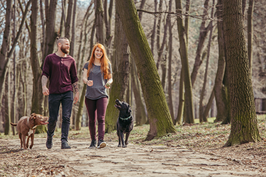 dogs_goingOnWalk_woods