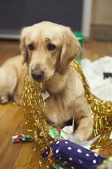 dogtinsel
