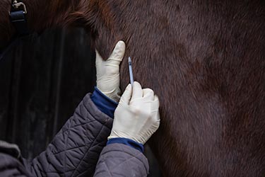 equine-rabies-in-horses