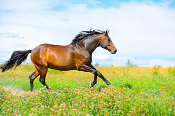 equine-vaccine-final