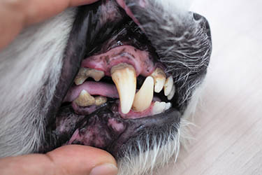 gingivitis-in-dog