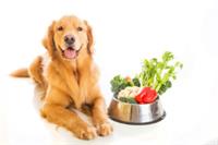 golden-retriever-vegetables