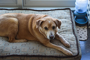 healthy-weight-week-hsah