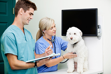 Heartworm Prevention Tips for Clients