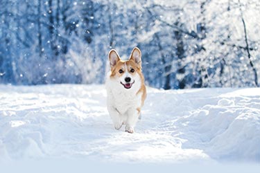 holidaycelebration-blog