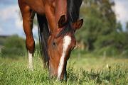 horse-grazing