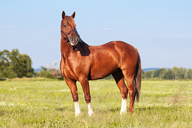 horse sunburn blog