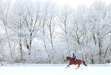 horses in winter