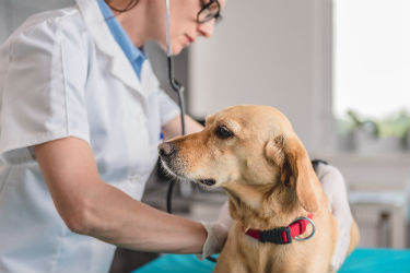 hs_spread_canine_influenza