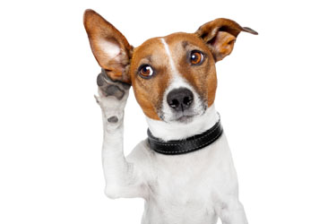 hsah-canine-deafness