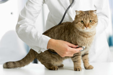 hsah-choosing-adult-cat