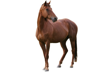 hsah-equine-regenerative-medicine