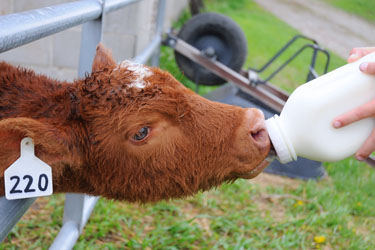 hsah-hand-raising-dairy-calves