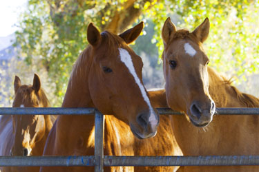 hsah-horse-vitamin-mineral-supplements