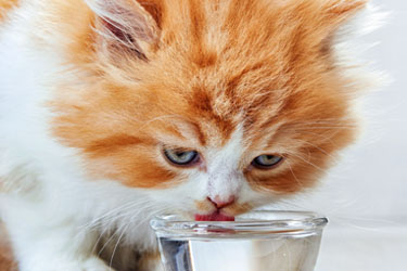 hsah-keeping-your-cat-healthy