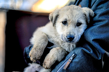 hsah-lyme-disease-dogs