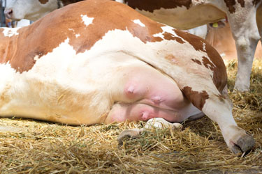 hsah-mastitis-prevention-and-treatment