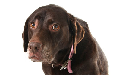 hsah-motion-sickness