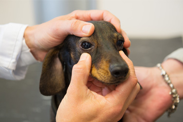 hsah-ophthalmic-exam