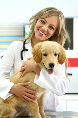 hsah-taking-pet-to-vet