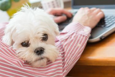 hsah-taking-pet-to-work