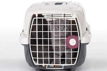 hsah-vehicle-pet-safety