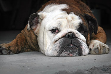 hsah-vet-tips-what-makes-a-mutt-a-mutt