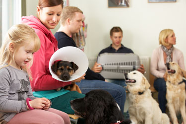 hsah-veterinarian-clinic-waiting-room 