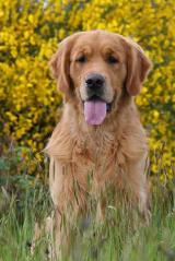 IrishSetterfieldofgrass