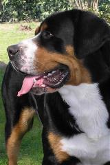 largebreedgreaterswissmtndog