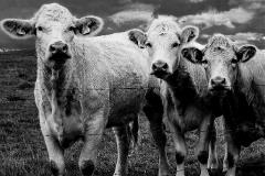 livestockbarbedwirefence