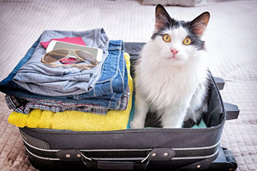 national-pet-traveling-day-hsah