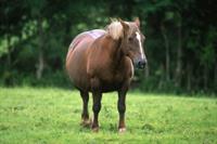 overweight-horse