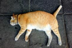 overweightcatlayingdown