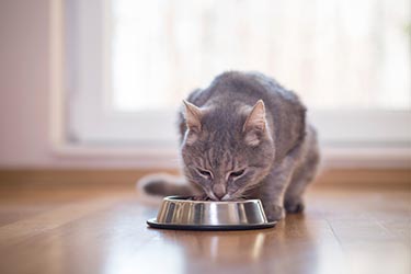 PetFoodTrends_catFood