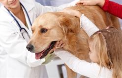 retreiverwithfamilyandvet