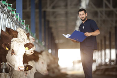 vet with livestock