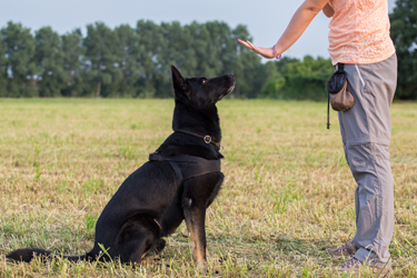 hsah-dog-training-tips