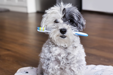 hsah-home-doggie-dental-care