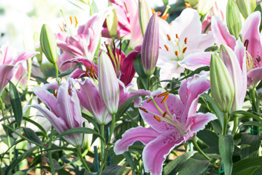 hsah-poisonous-household-items