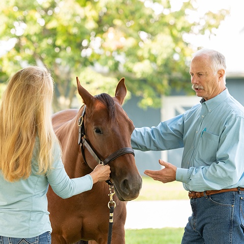 merck horse